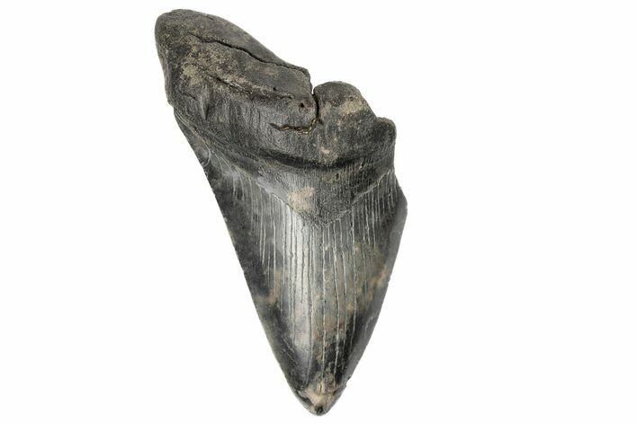 Partial, Fossil Megalodon Tooth - South Carolina #171159